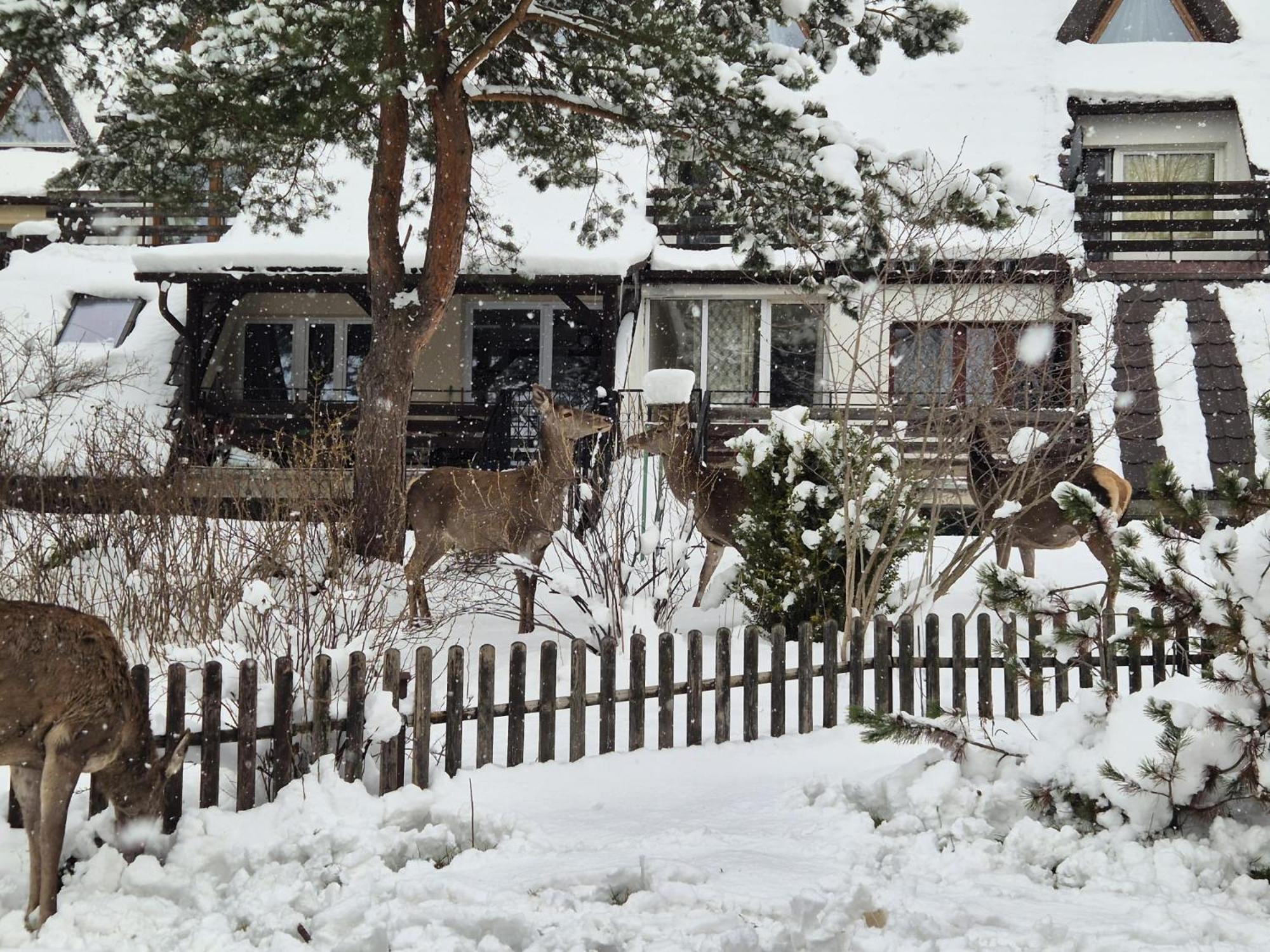 Apartament Wokol Stolu Zakopane Luaran gambar