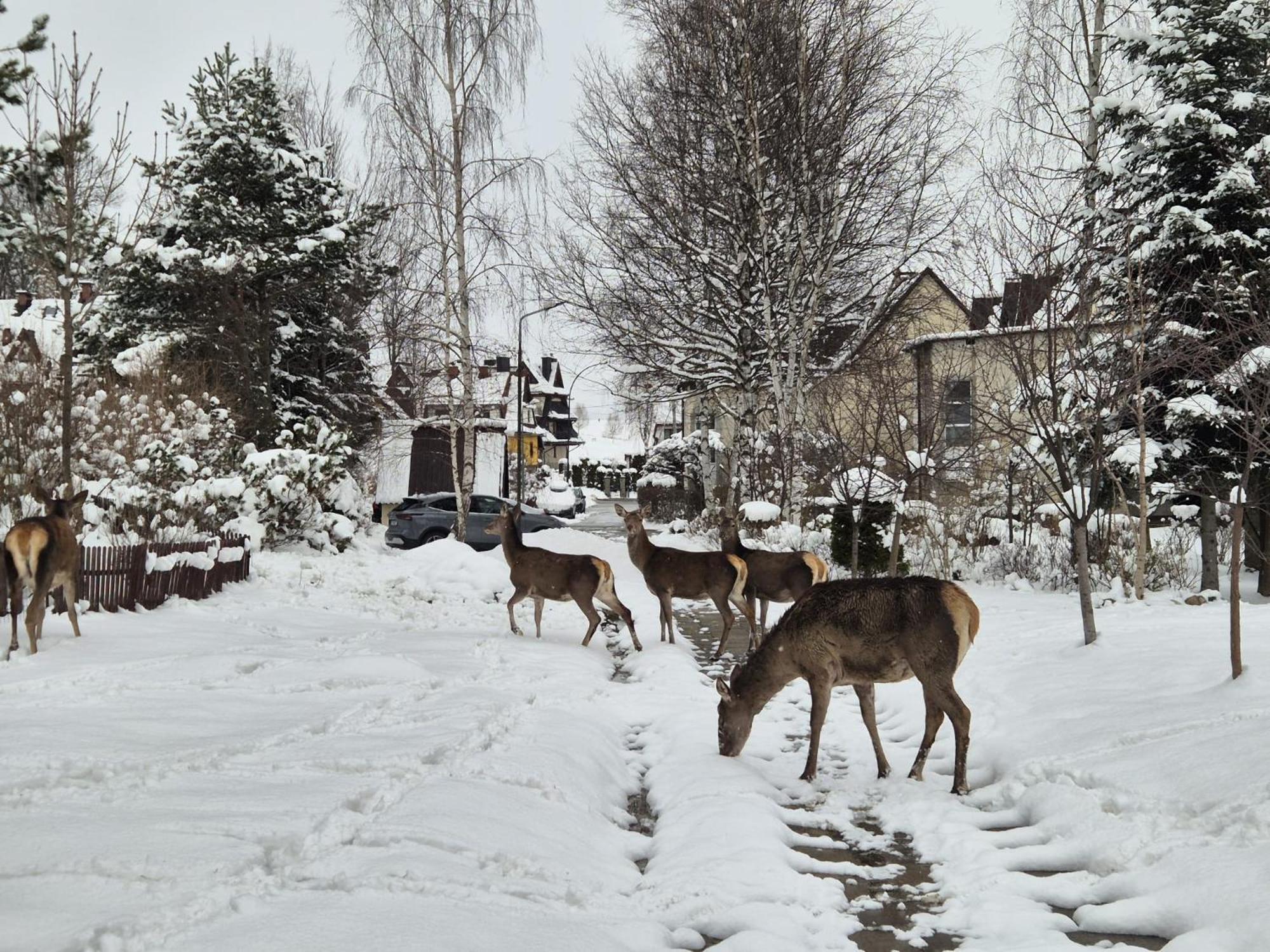 Apartament Wokol Stolu Zakopane Luaran gambar